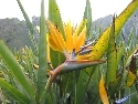 Bird of Paradise Flower